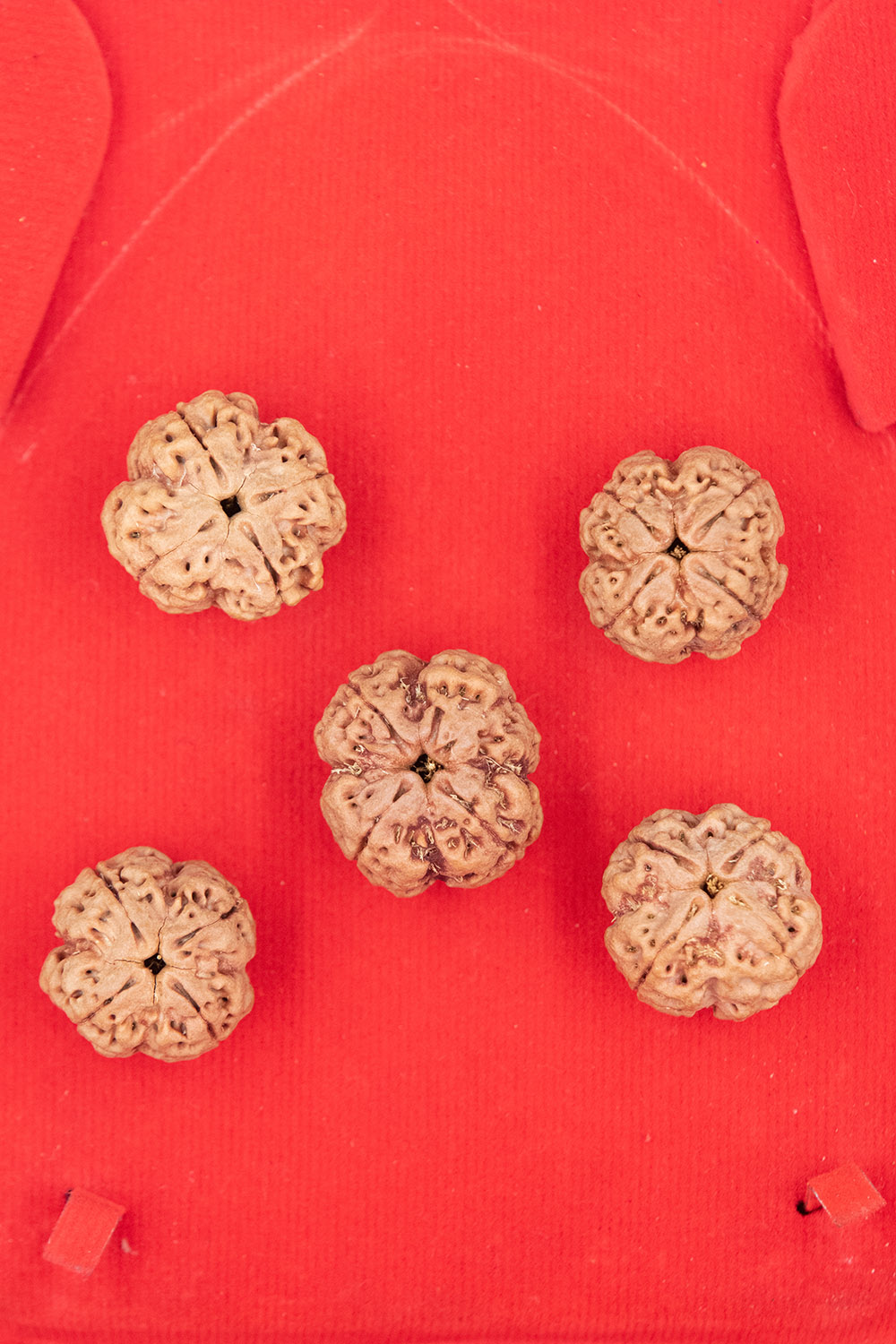 four mukhi rudraksha from Nepal