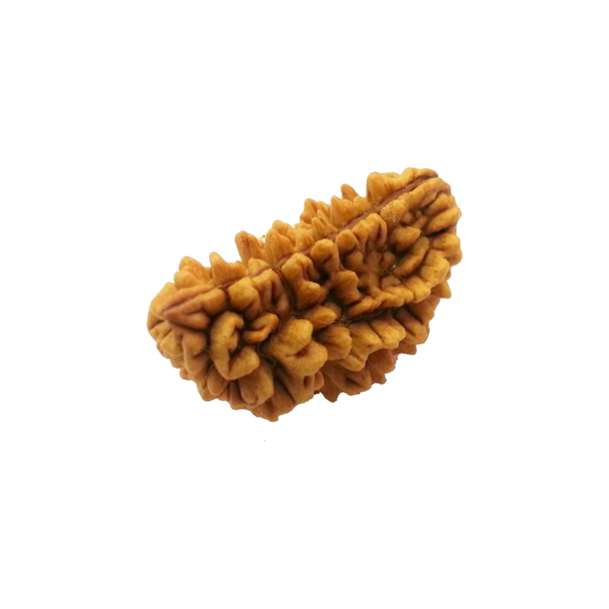 One mukhi rudraksha from Nepal