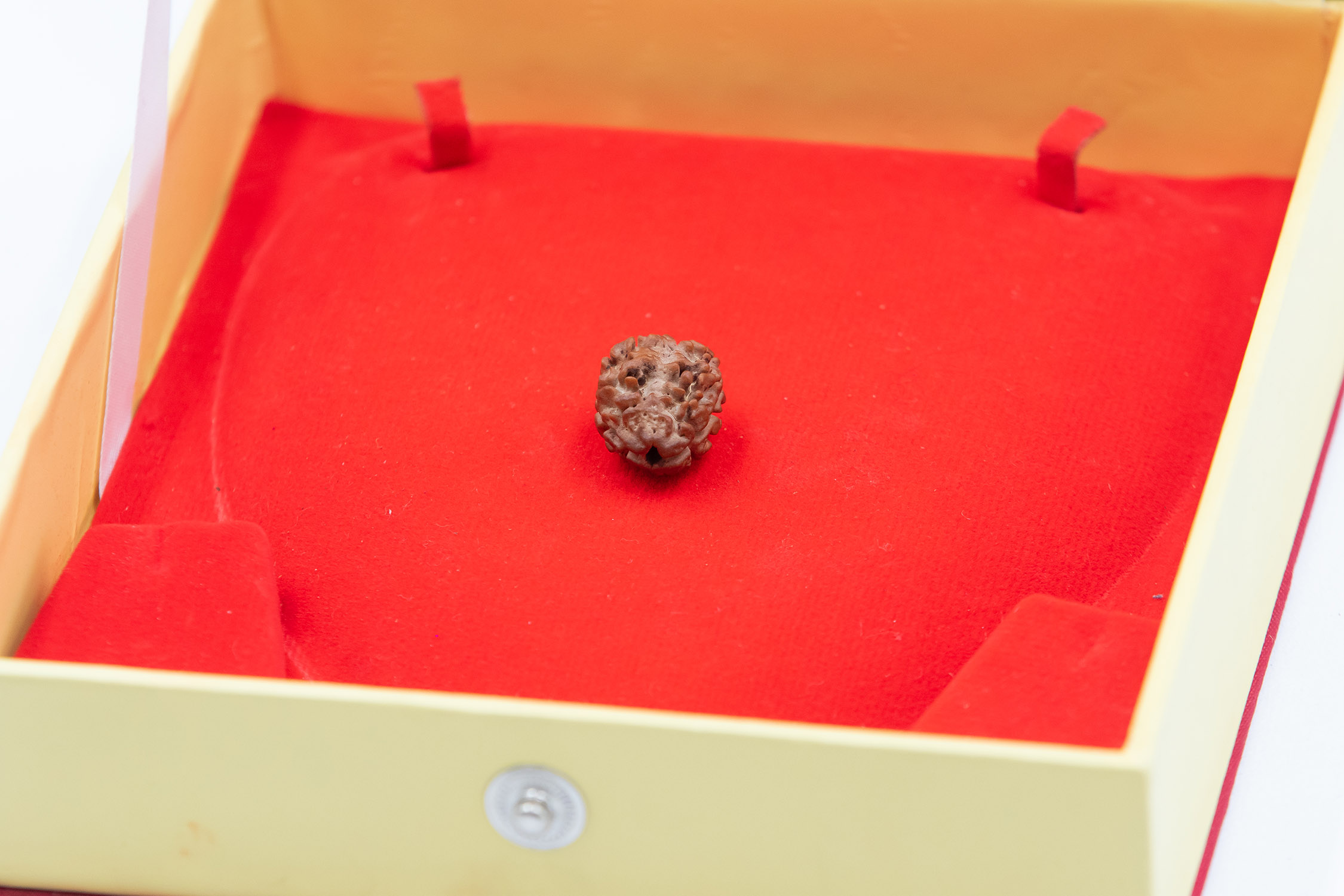 2 mukhi rudraksha in Nepal