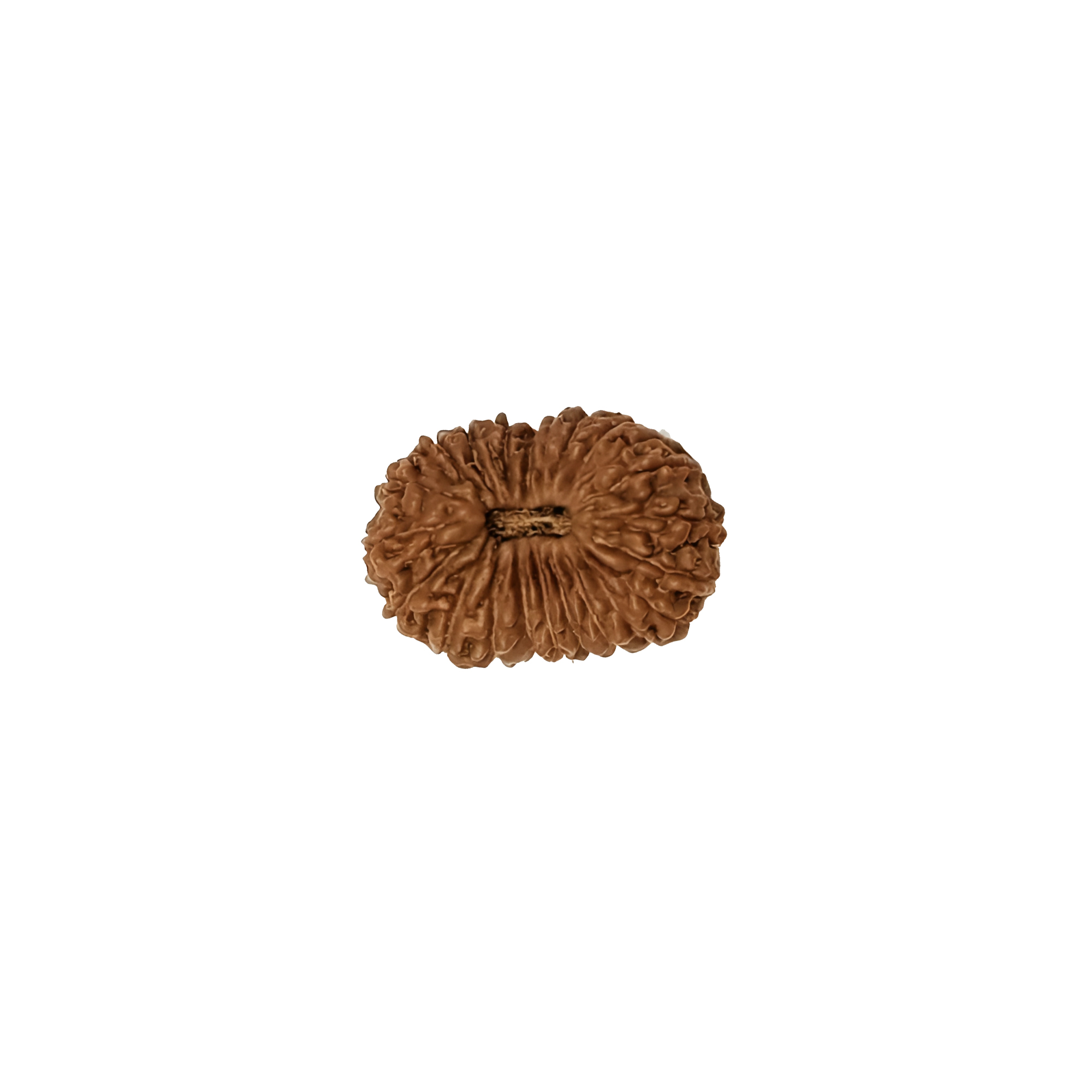22 mukhi rudraksha in Nepal