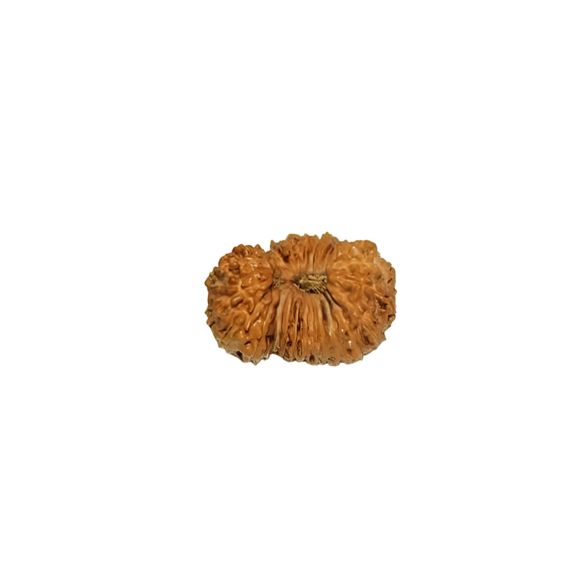 25 mukhi rudraksha in Nepal